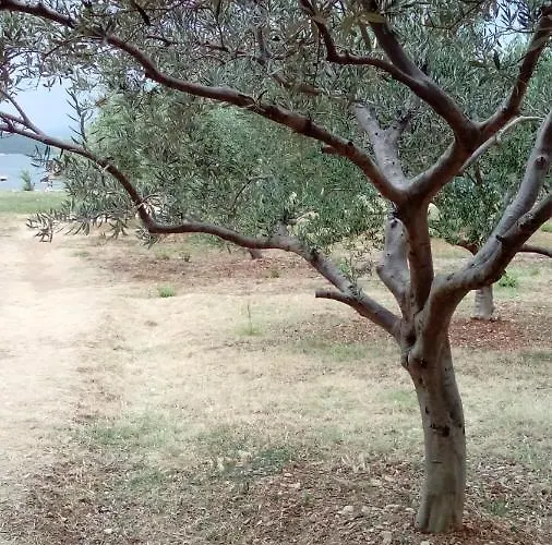 Mira *